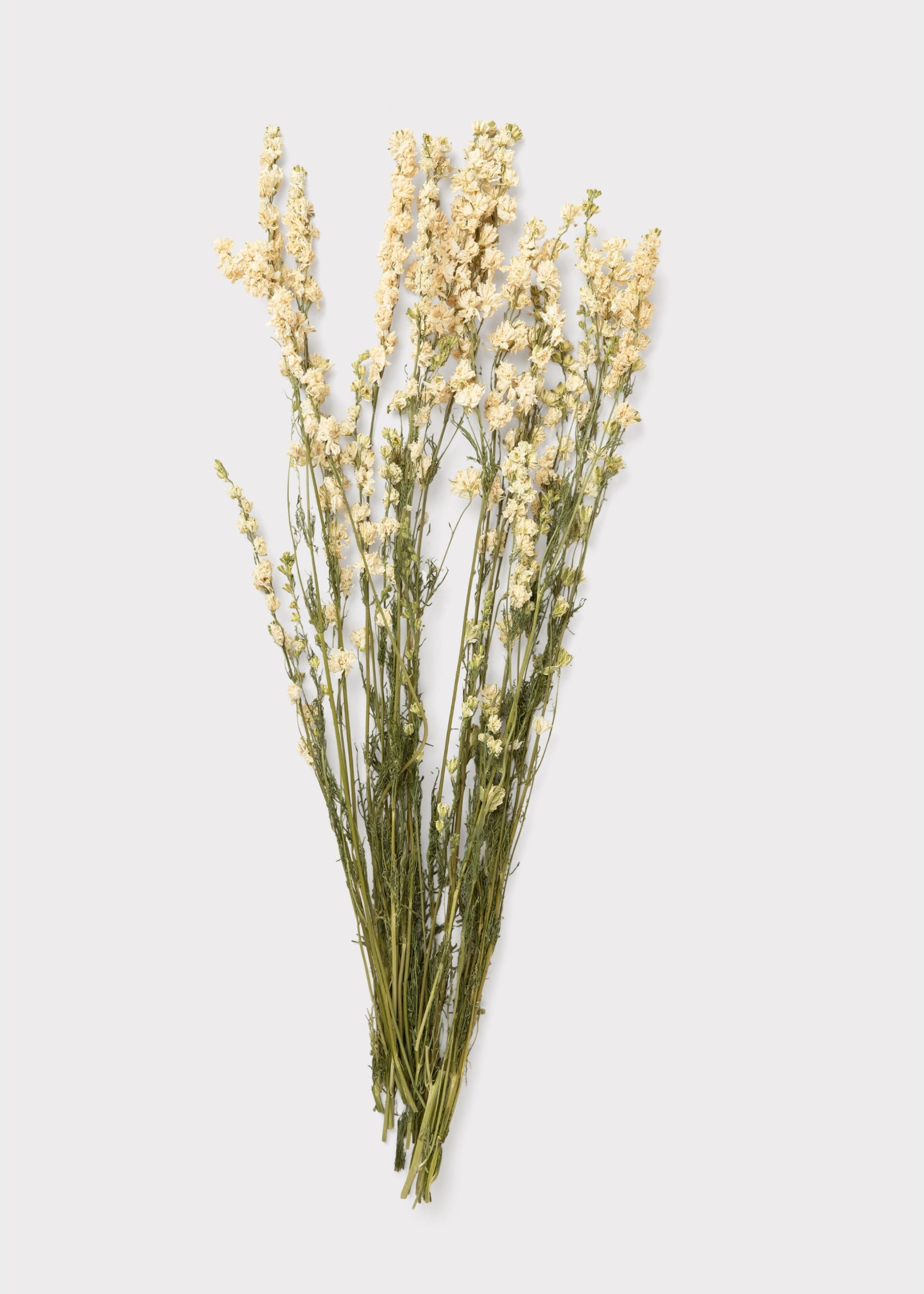 White Larkspur Dried Flower Bundle of 10 Stems