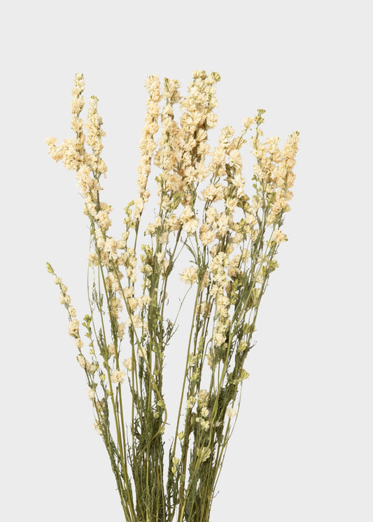 White Larkspur Dried Flower Bundle of 10 Stems