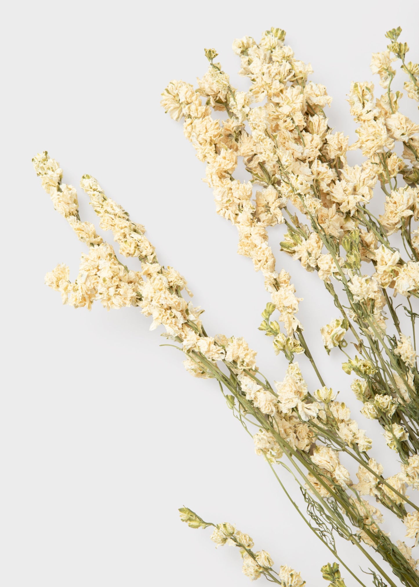 White Larkspur Dried Flower Bundle of 10 Stems
