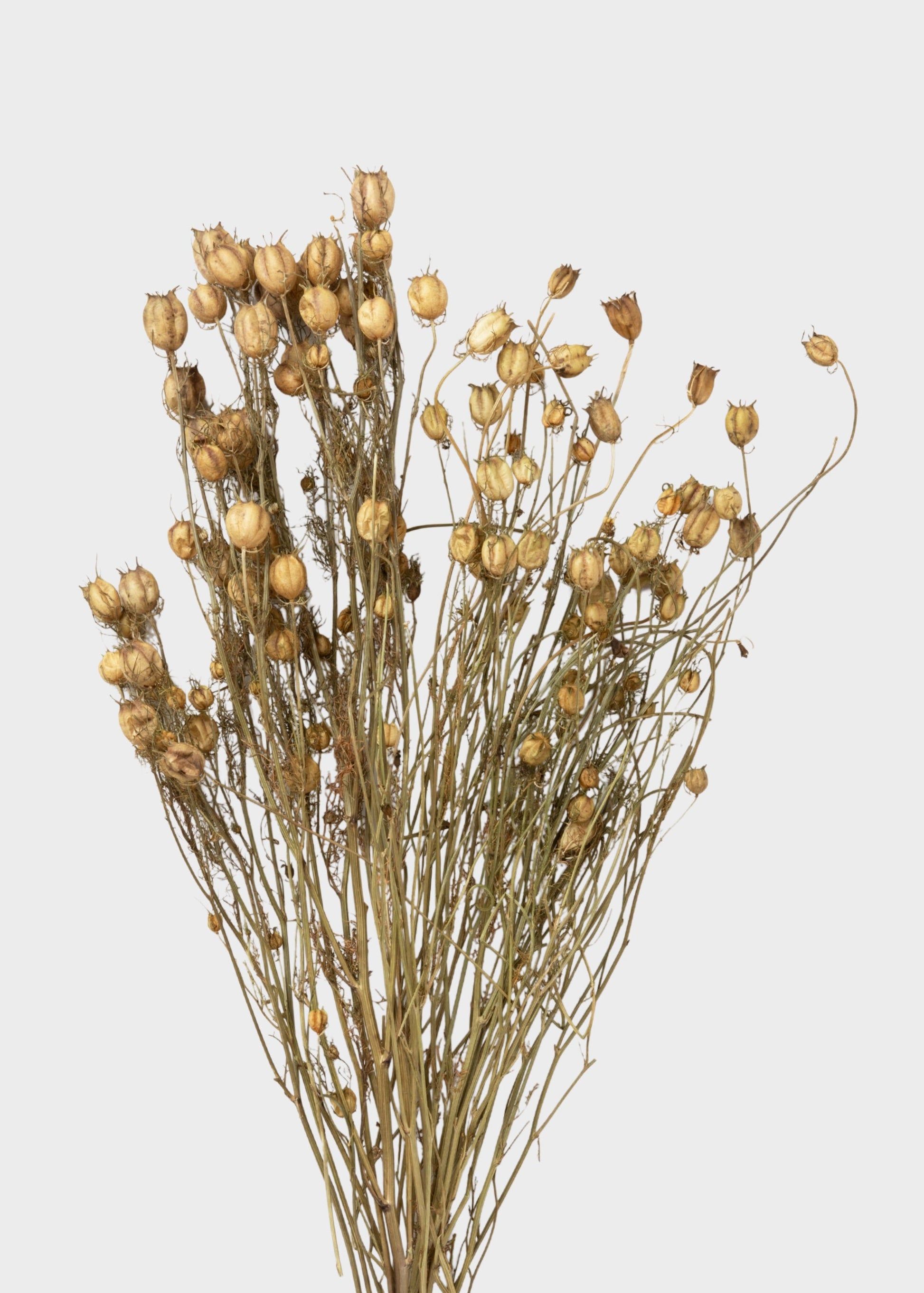 Purple and Green Natural Dried Nigella Flowers - 1.5 oz Bunch