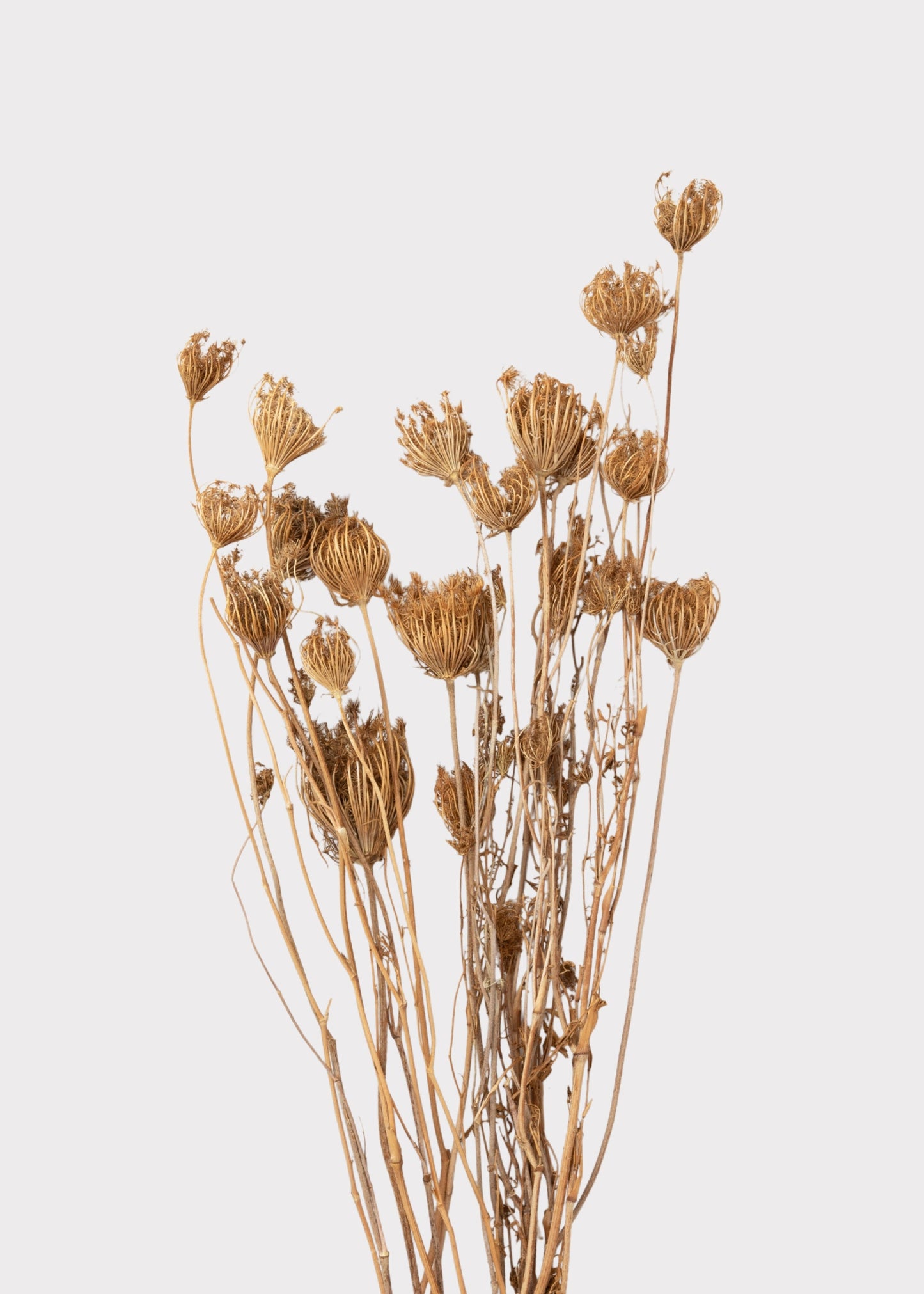 Natural Dried Queen Anne's Lace Flowers - 3.5 oz Bunch