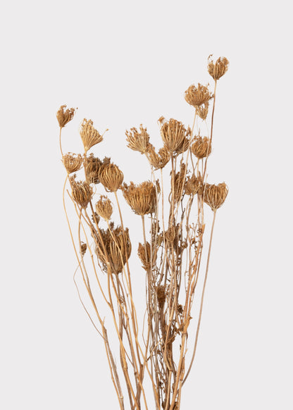 Natural Dried Queen Anne's Lace Flowers - 3.5 oz Bunch