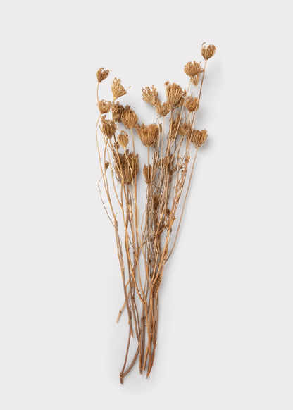 Natural Dried Queen Anne's Lace Flowers - 3.5 oz Bunch