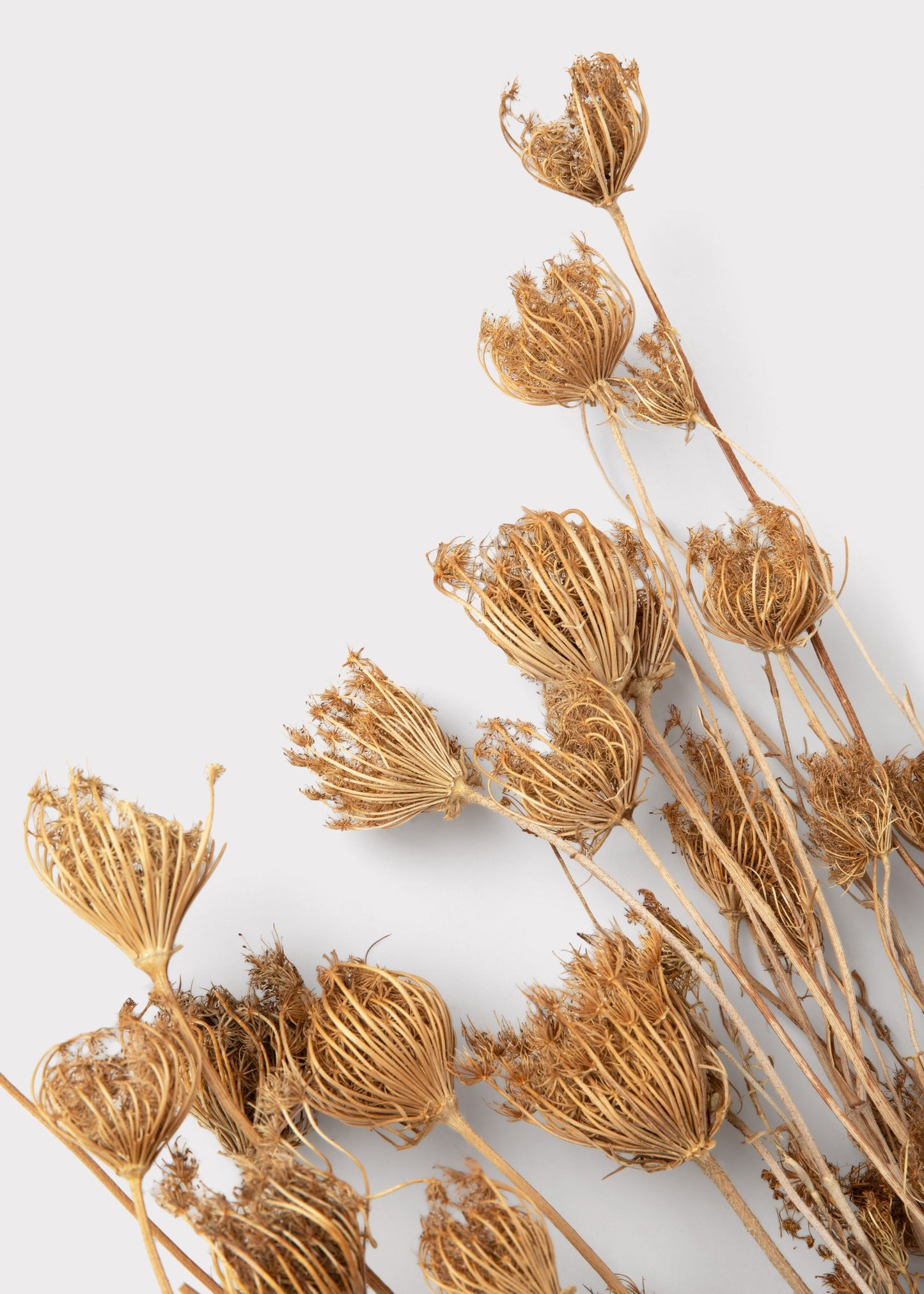 Natural Dried Queen Anne's Lace Flowers - 3.5 oz Bunch