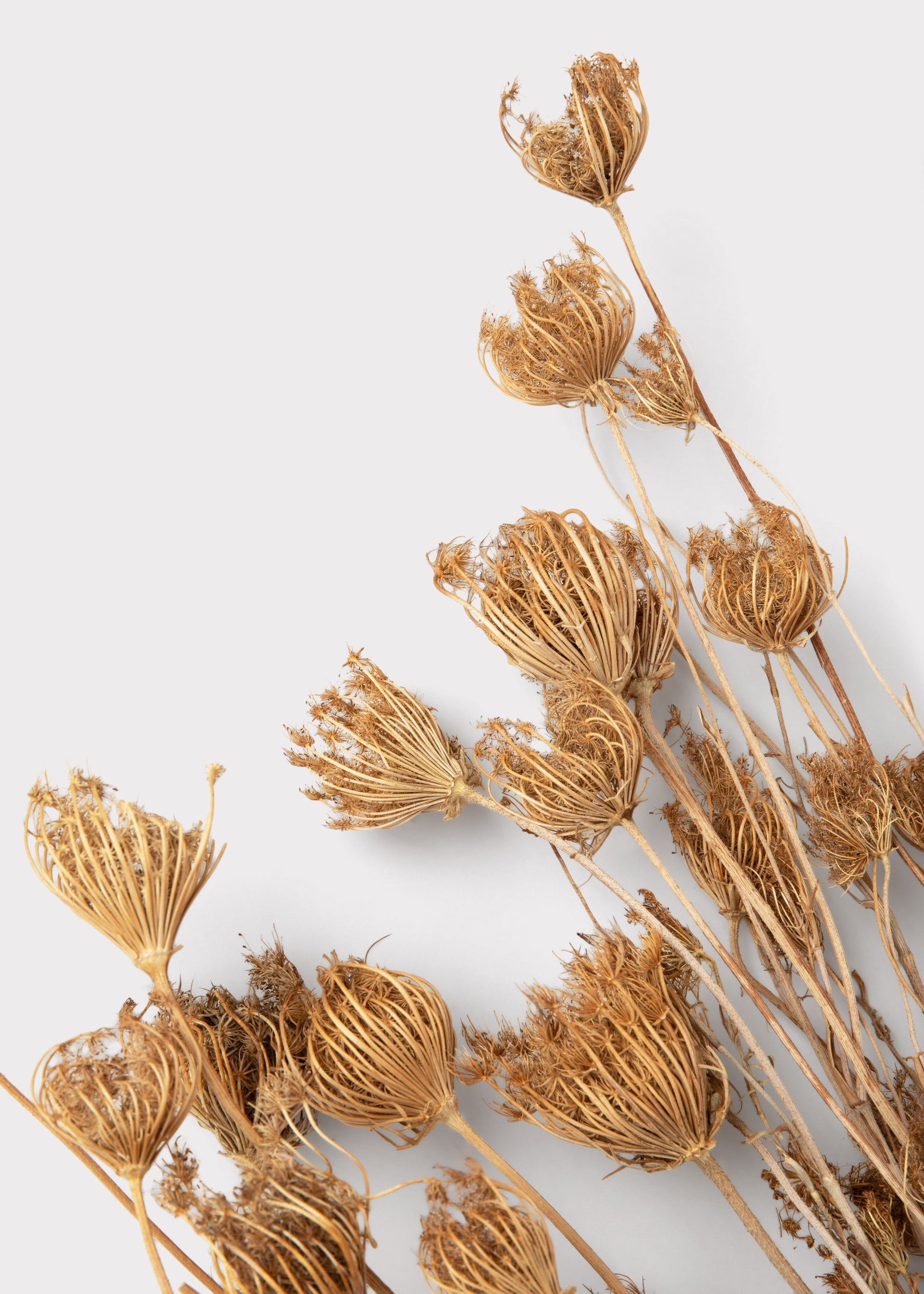 Natural Dried Queen Anne's Lace Flowers - 3.5 oz Bunch