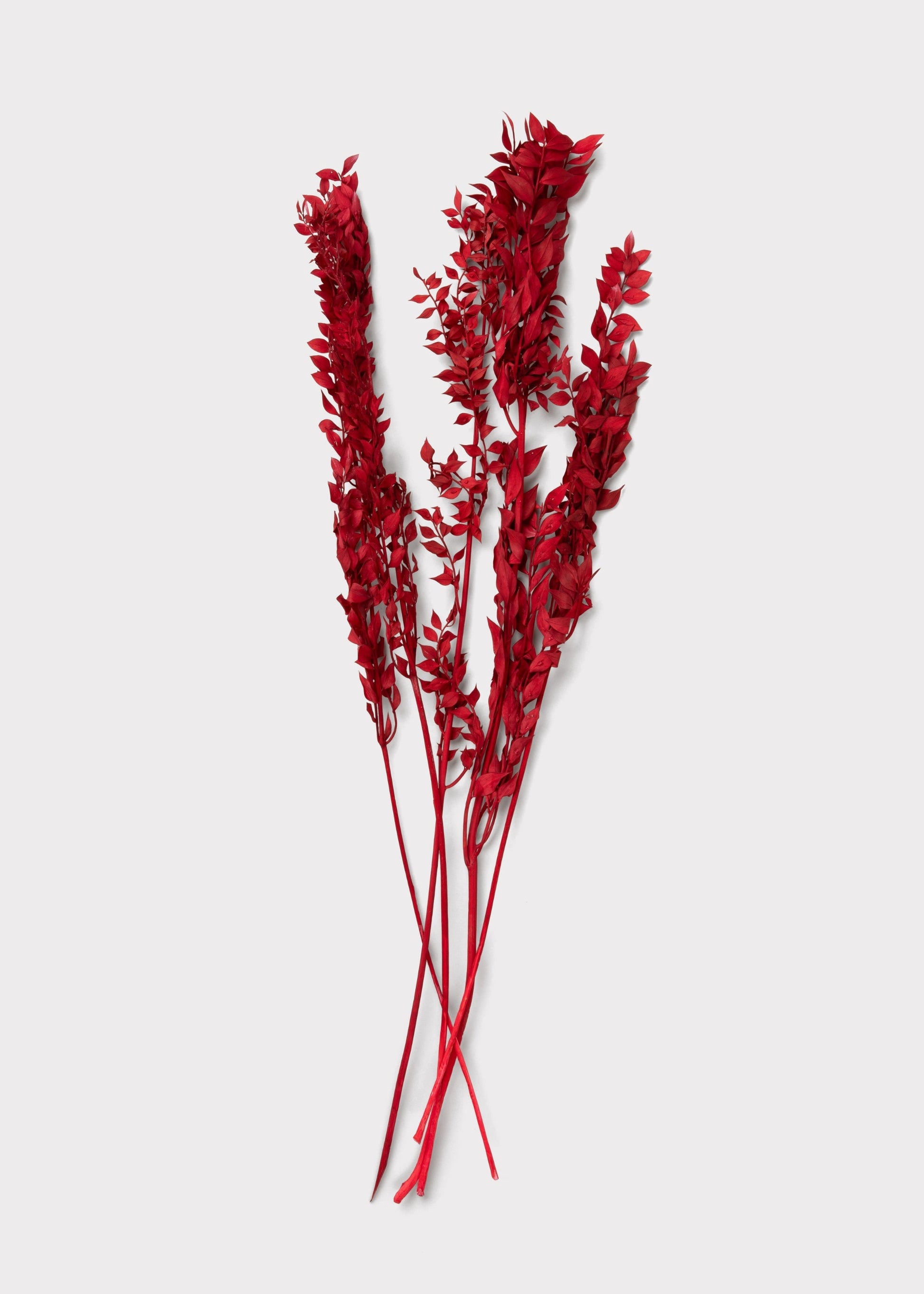 Red Preserved Ruscus Leaves - 1.5 oz Bunch