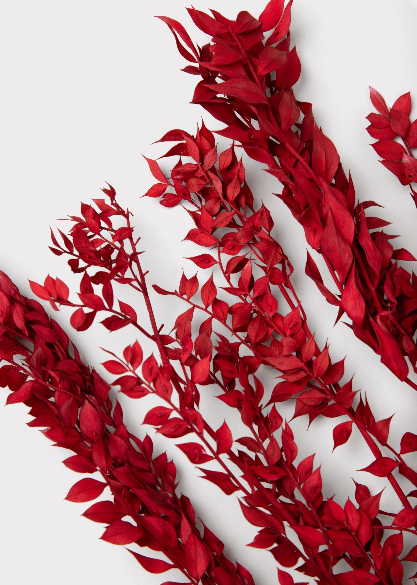 Red Preserved Ruscus Leaves - 1.5 oz Bunch