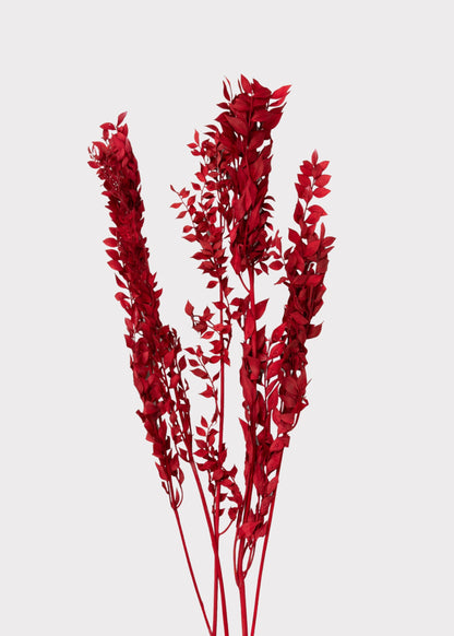 Red Preserved Ruscus Leaves - 1.5 oz Bunch