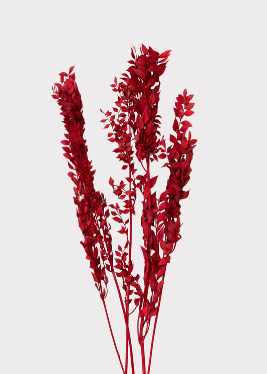 Red Preserved Ruscus Leaves - 1.5 oz Bunch