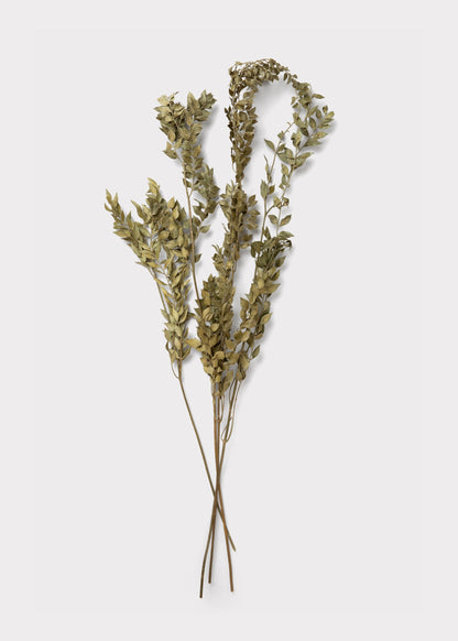 Natural Green Dried Ruscus Leaves - 1.5 oz Bunch