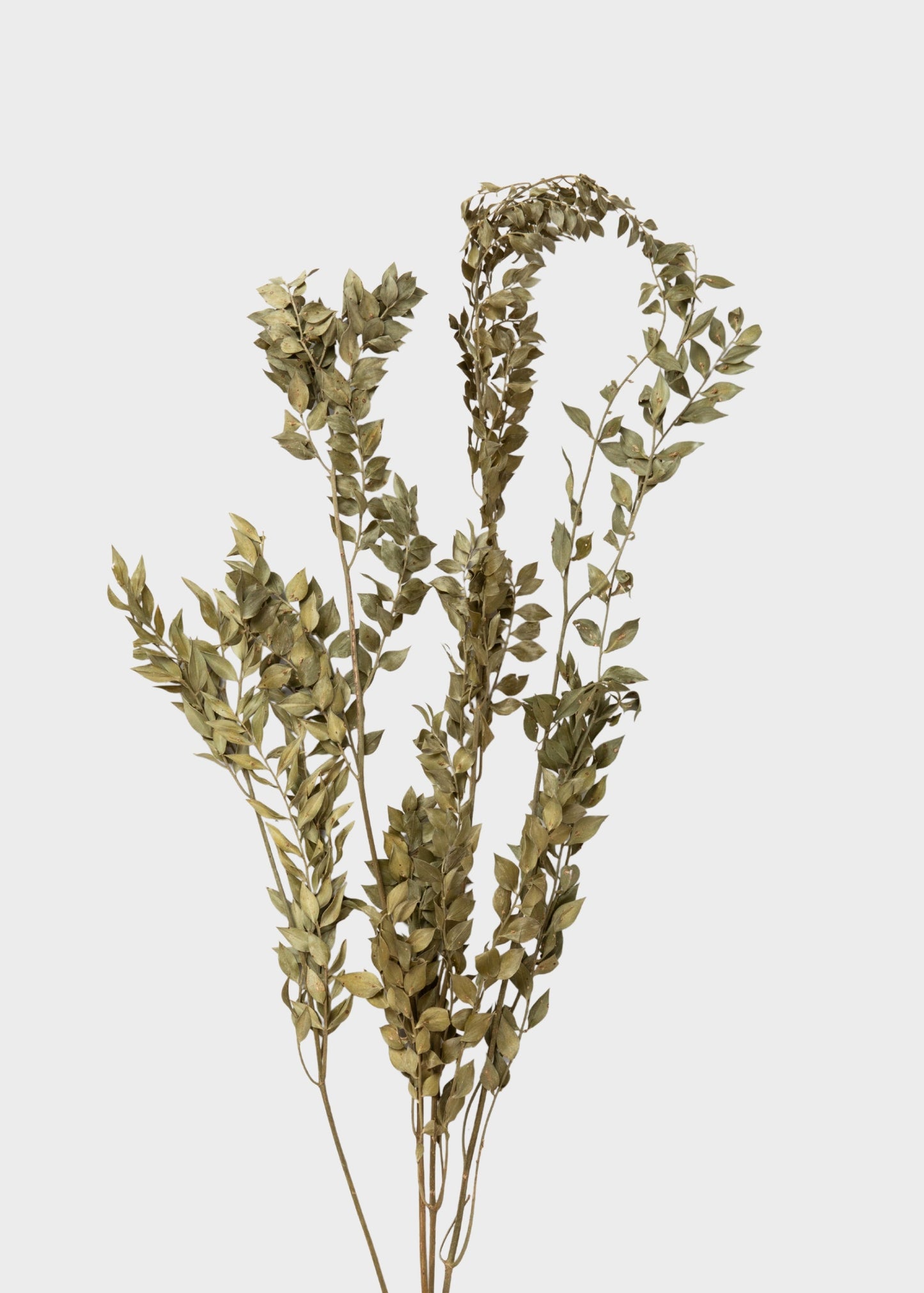 Natural Green Dried Ruscus Leaves - 1.5 oz Bunch