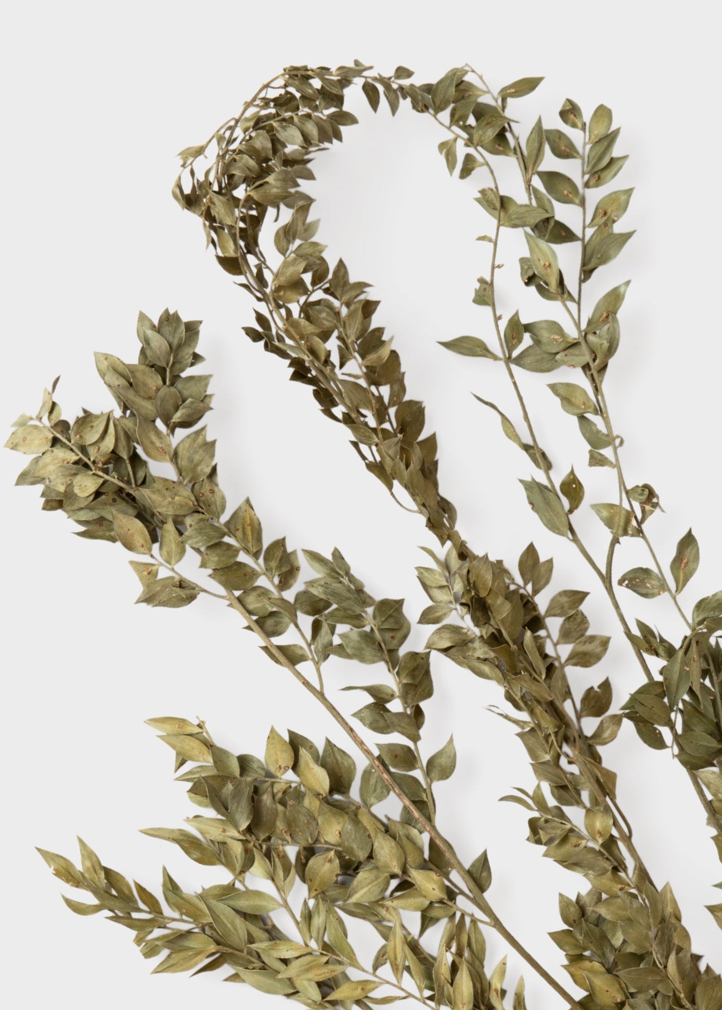 Natural Green Dried Ruscus Leaves - 1.5 oz Bunch