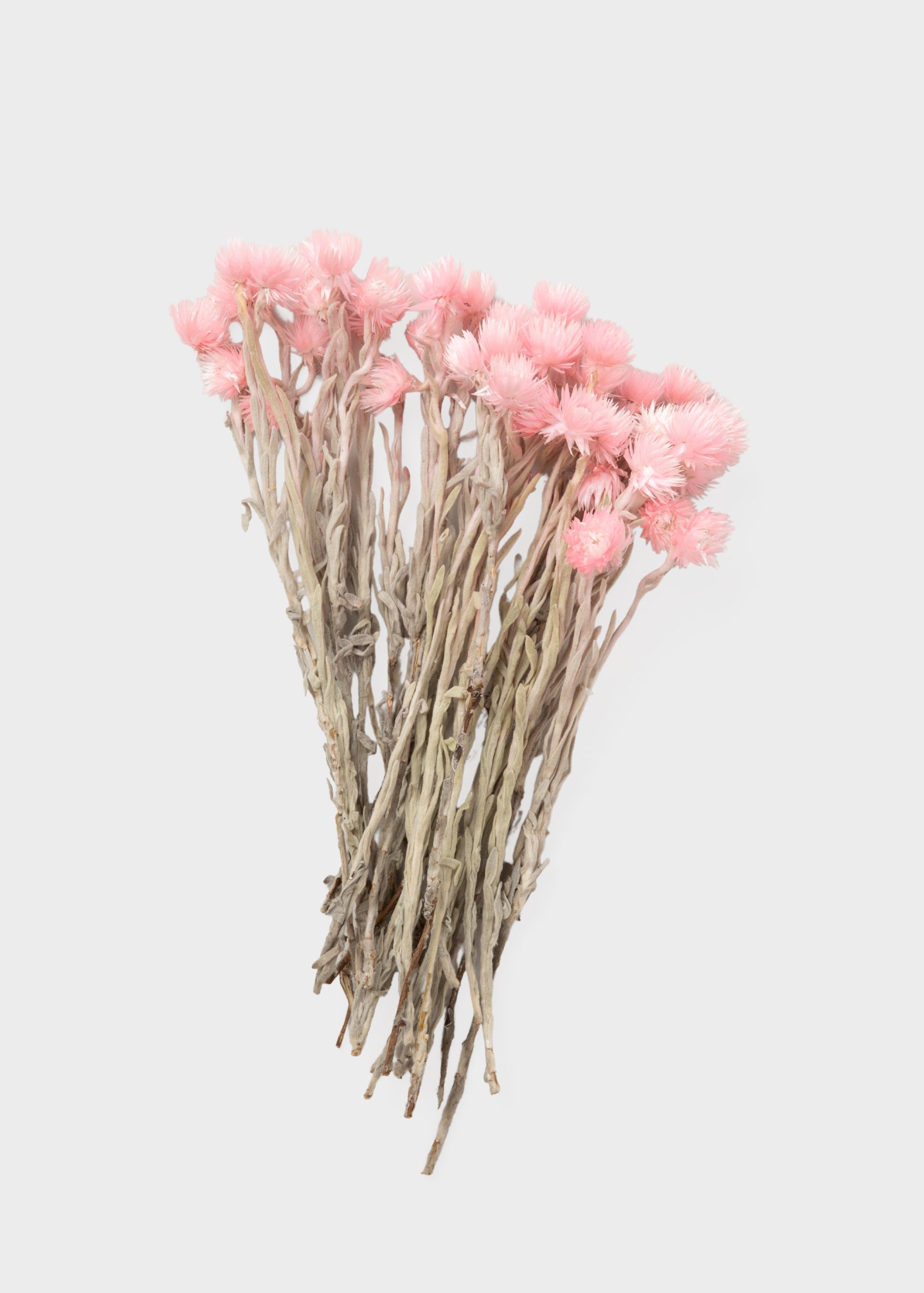 Dried Silver Daisy Flowers in Pink
