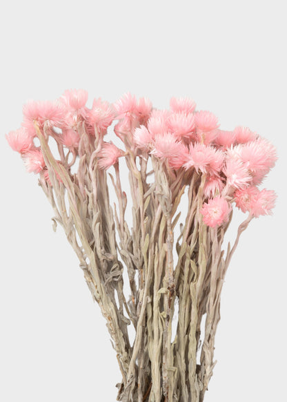 Dried Silver Daisy Flowers in Pink