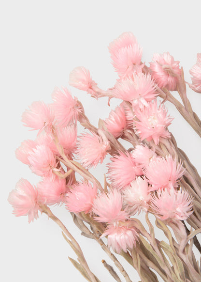 Dried Silver Daisy Flowers in Pink