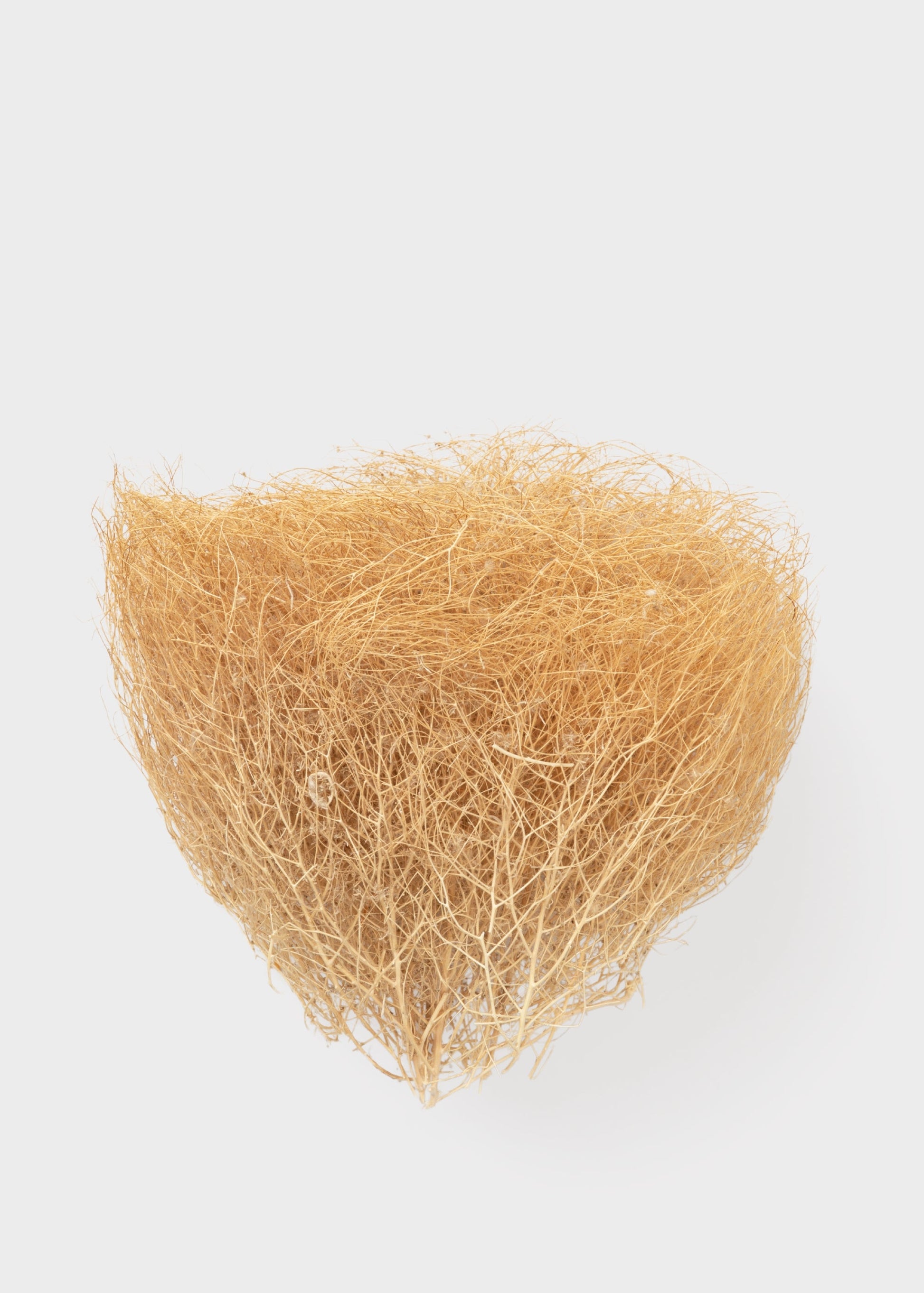 Natural Dried Tumbleweed Bunch in Medium Size - 12-18" Wide