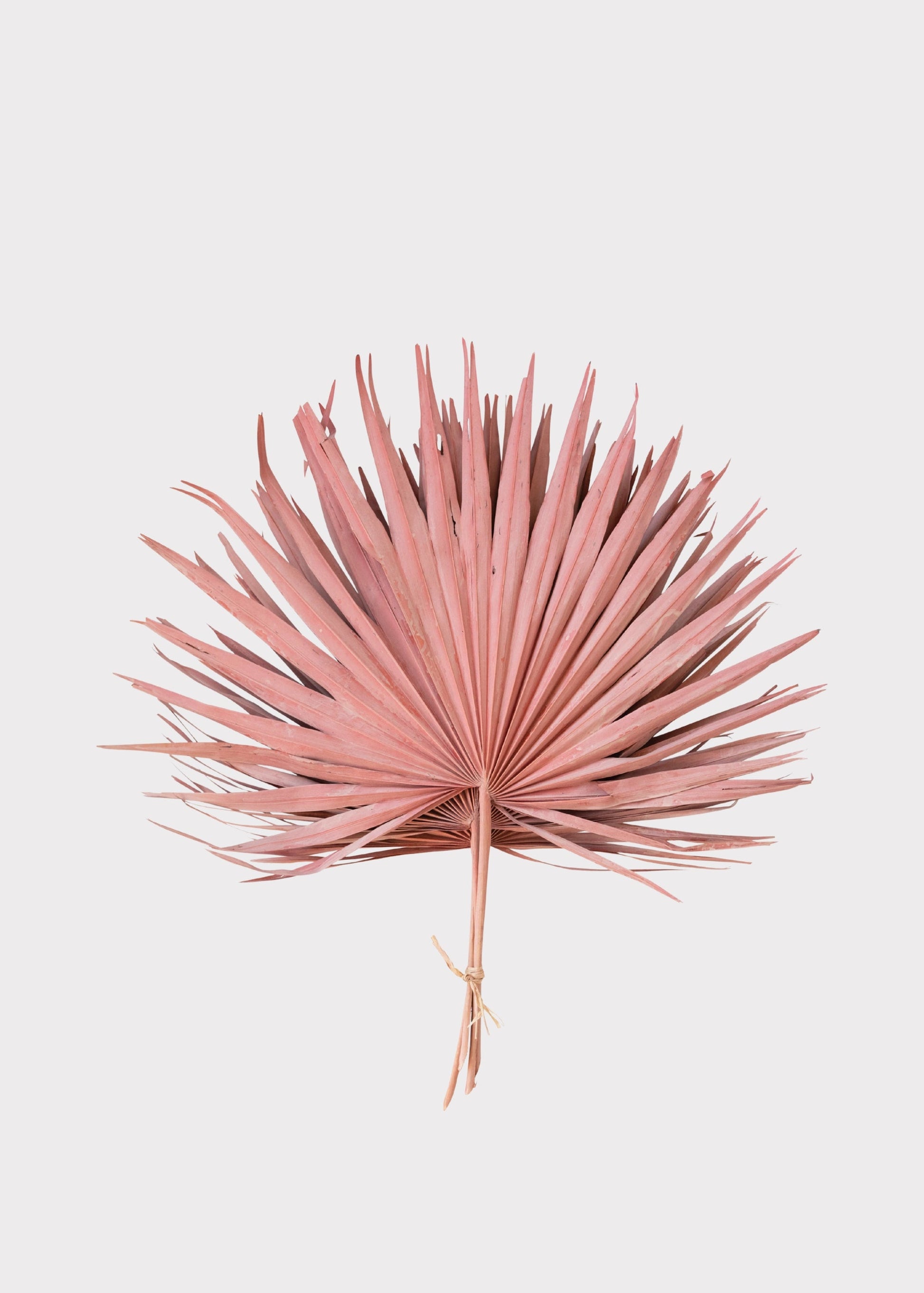 Pink Natural Dried Fan Palm Leaf Bundle of 4 - 29"