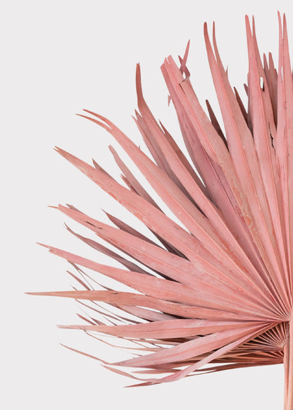 Pink Natural Dried Fan Palm Leaf Bundle of 4 - 29"