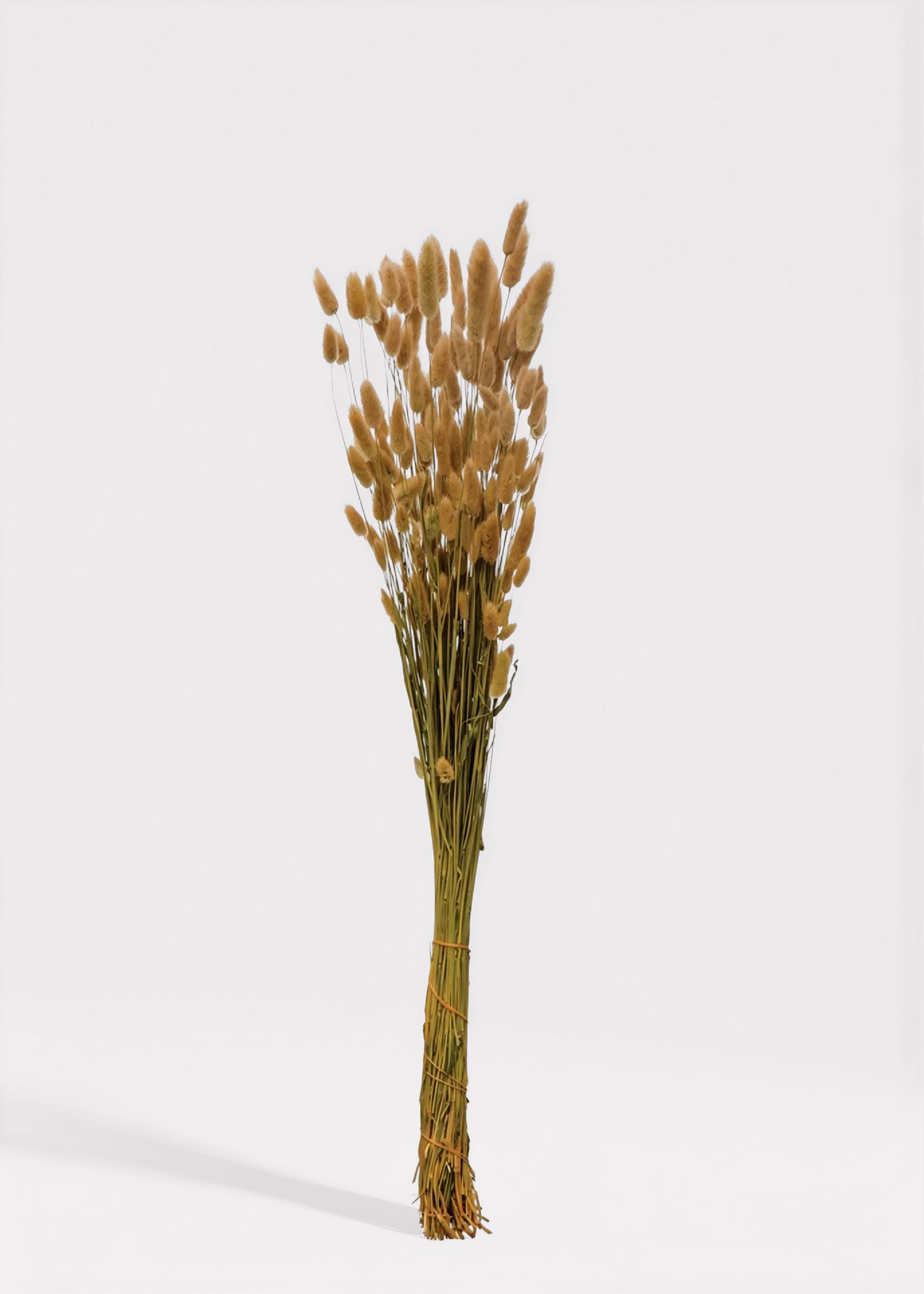 Natural Dried Bunny Tail Grass Bunch - 32"