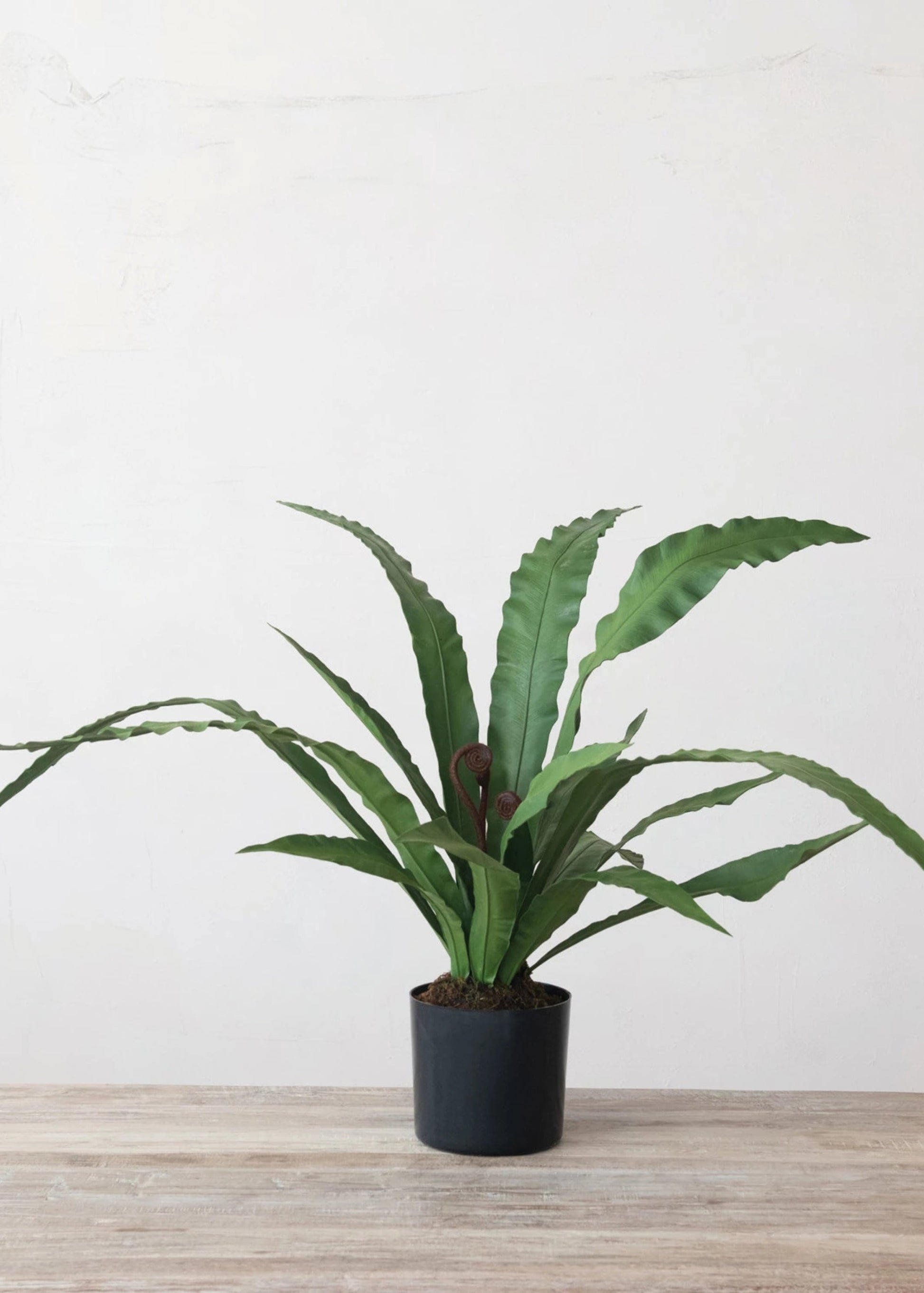 Natural Touch Fake Potted Bird Nest Fern Plant - 42.25"