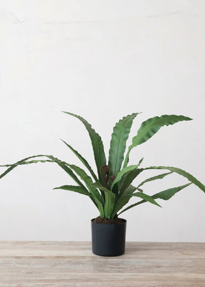 Natural Touch Fake Potted Bird Nest Fern Plant - 42.25"