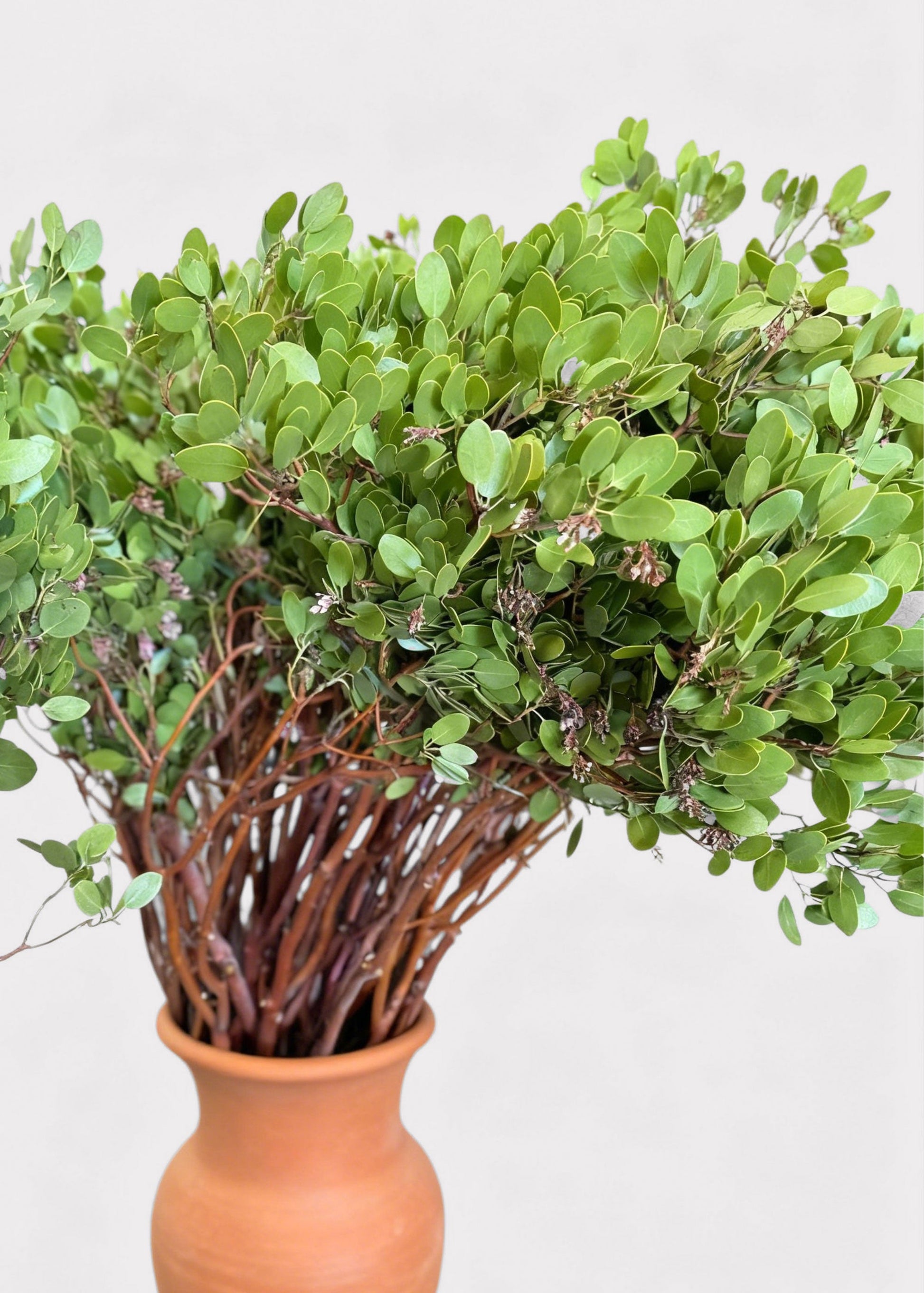 FRESH Manzanita Branches with Leaves - 36-48"