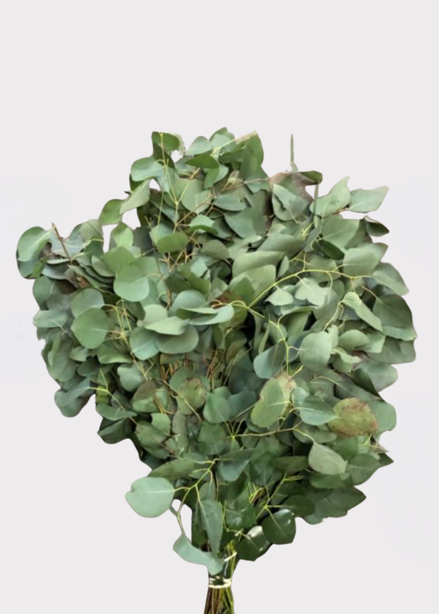 FRESH Silver Dollar Eucalyptus Leaf Bunch - 18"