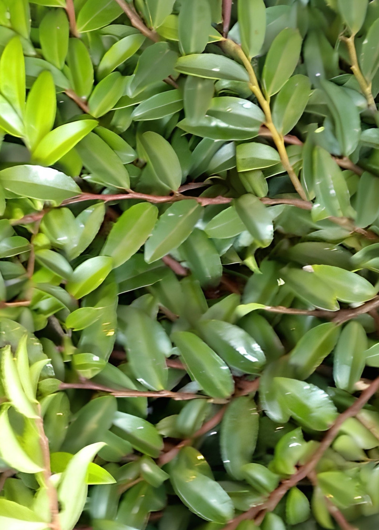 FRESH Huckleberry Foliage Branches in Green - 12-18"