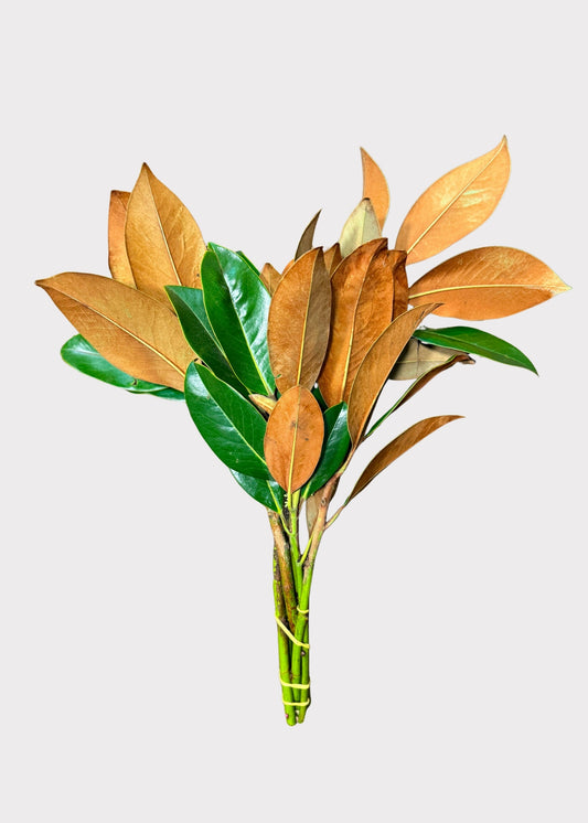 FRESH Magnolia Leaf Bunch - 12-18"