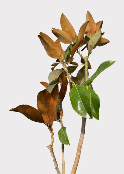 FRESH Magnolia Foliage Branches - 48"