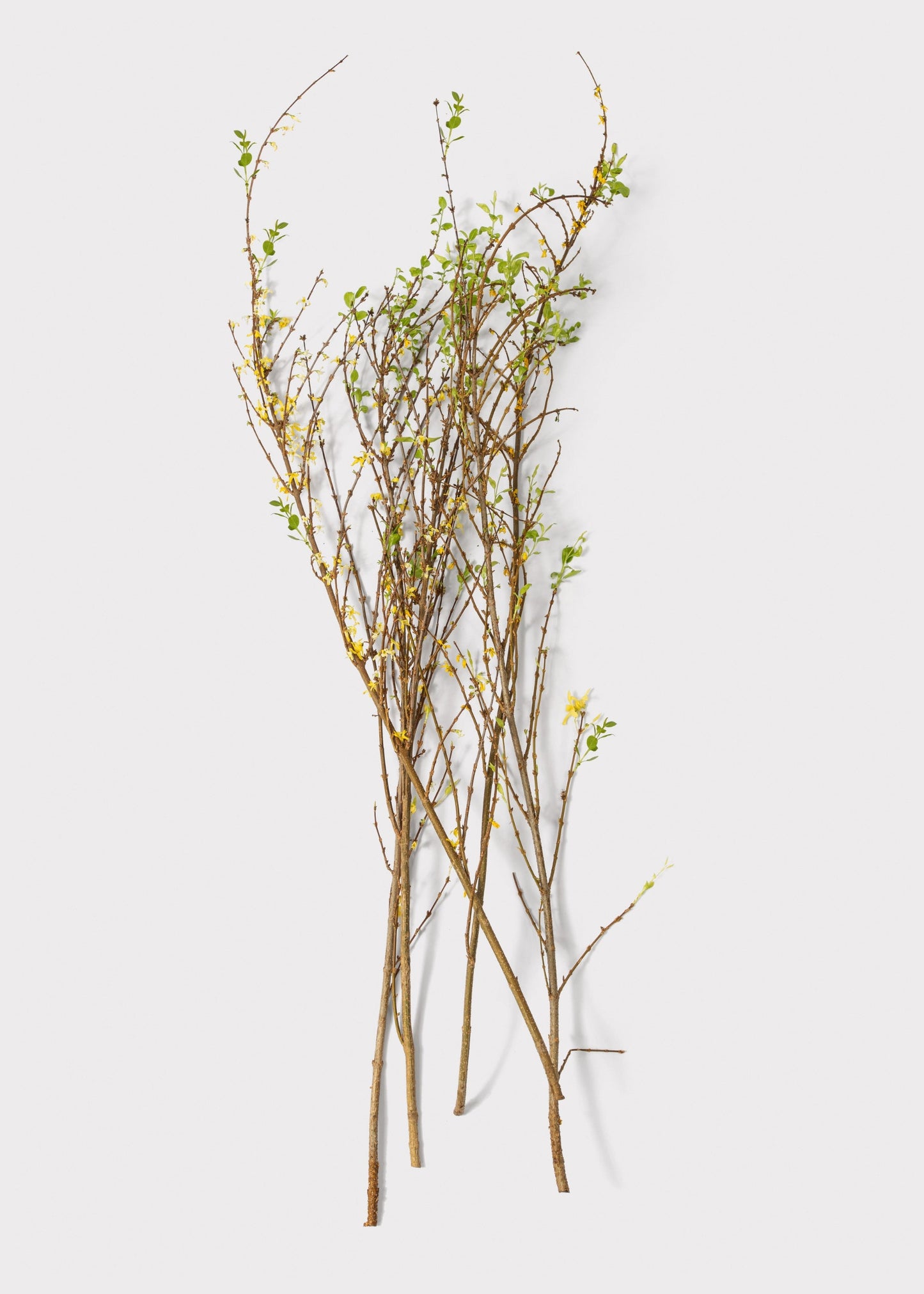 FRESH Forsythia Branches - 48"
