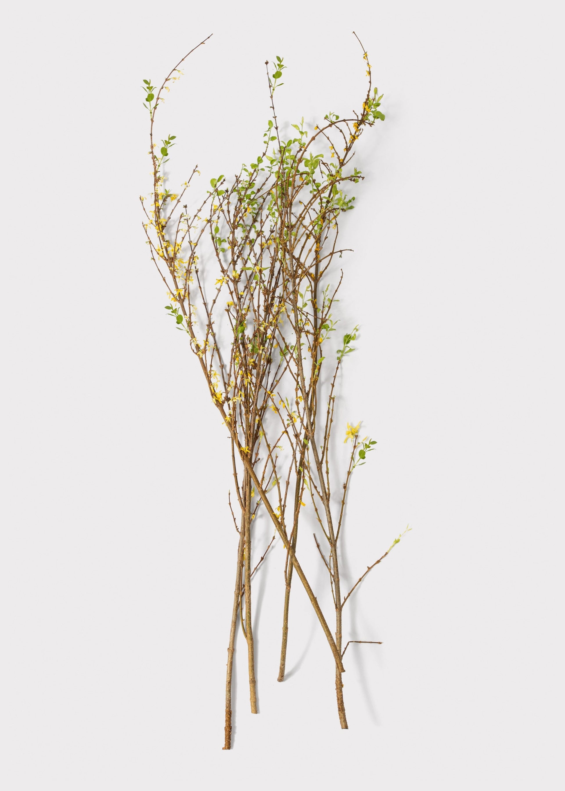 FRESH Forsythia Branches - 48"