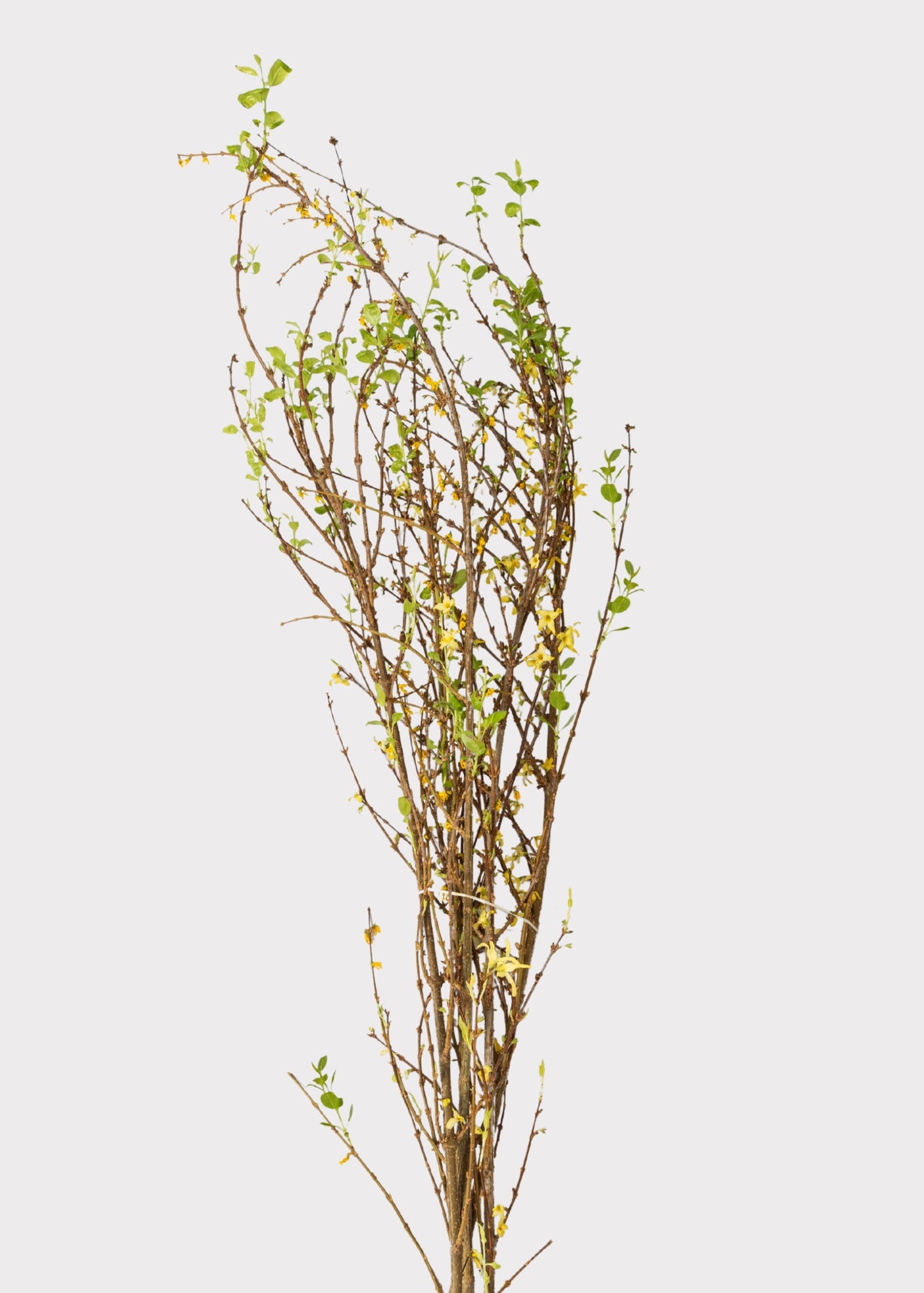 FRESH Forsythia Branches - 48"