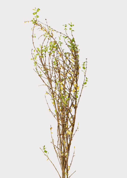 FRESH Forsythia Branches - 48"