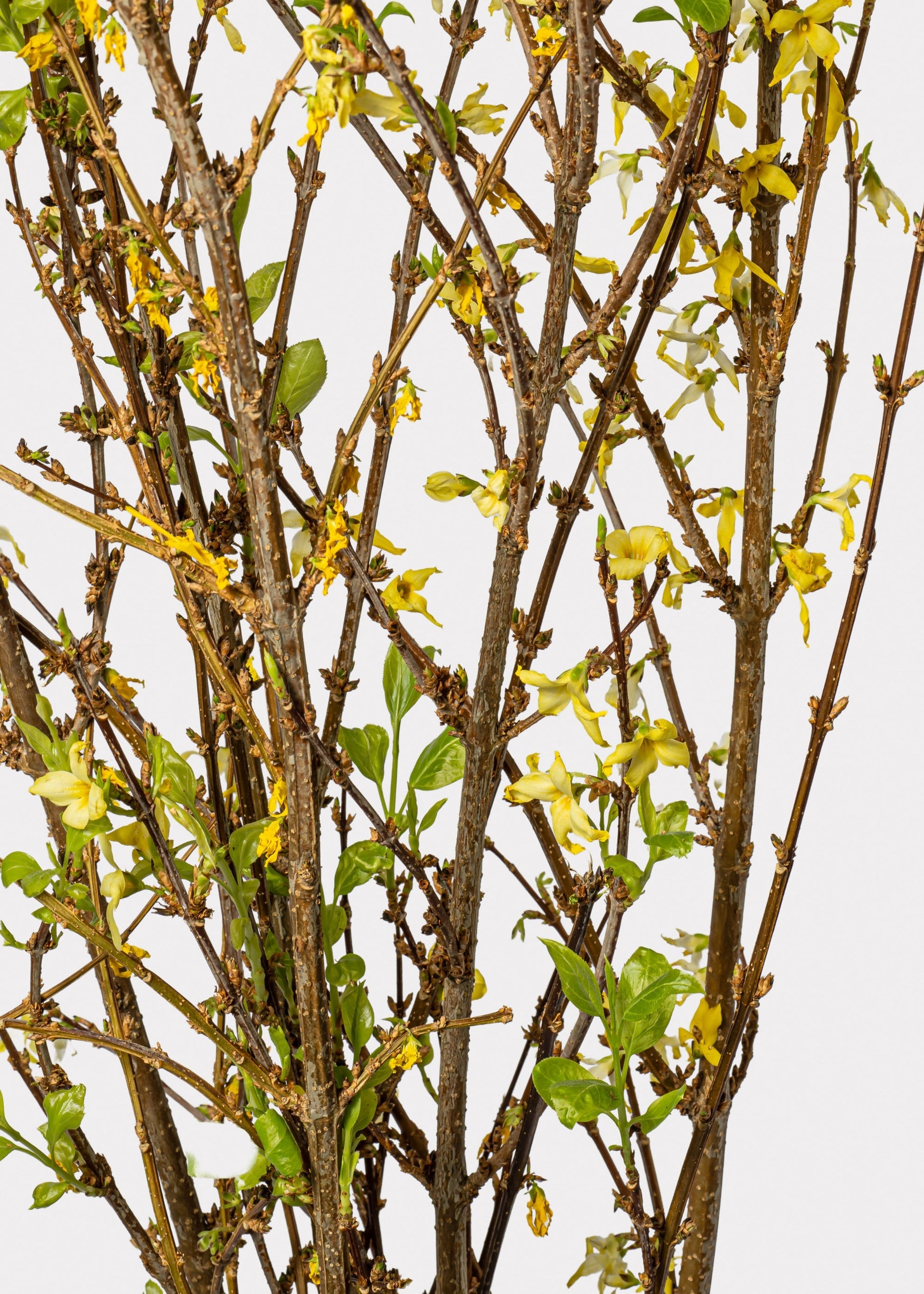 FRESH Forsythia Branches - 48"