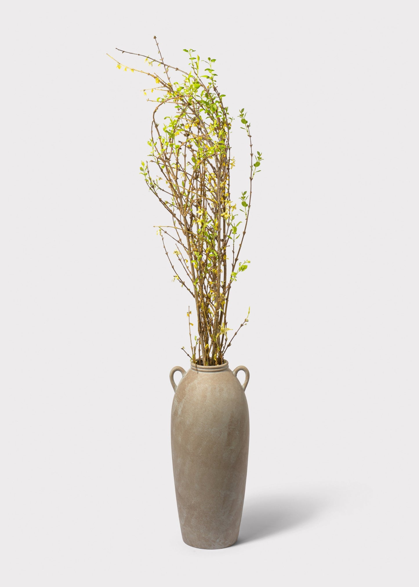 FRESH Forsythia Branches - 48"