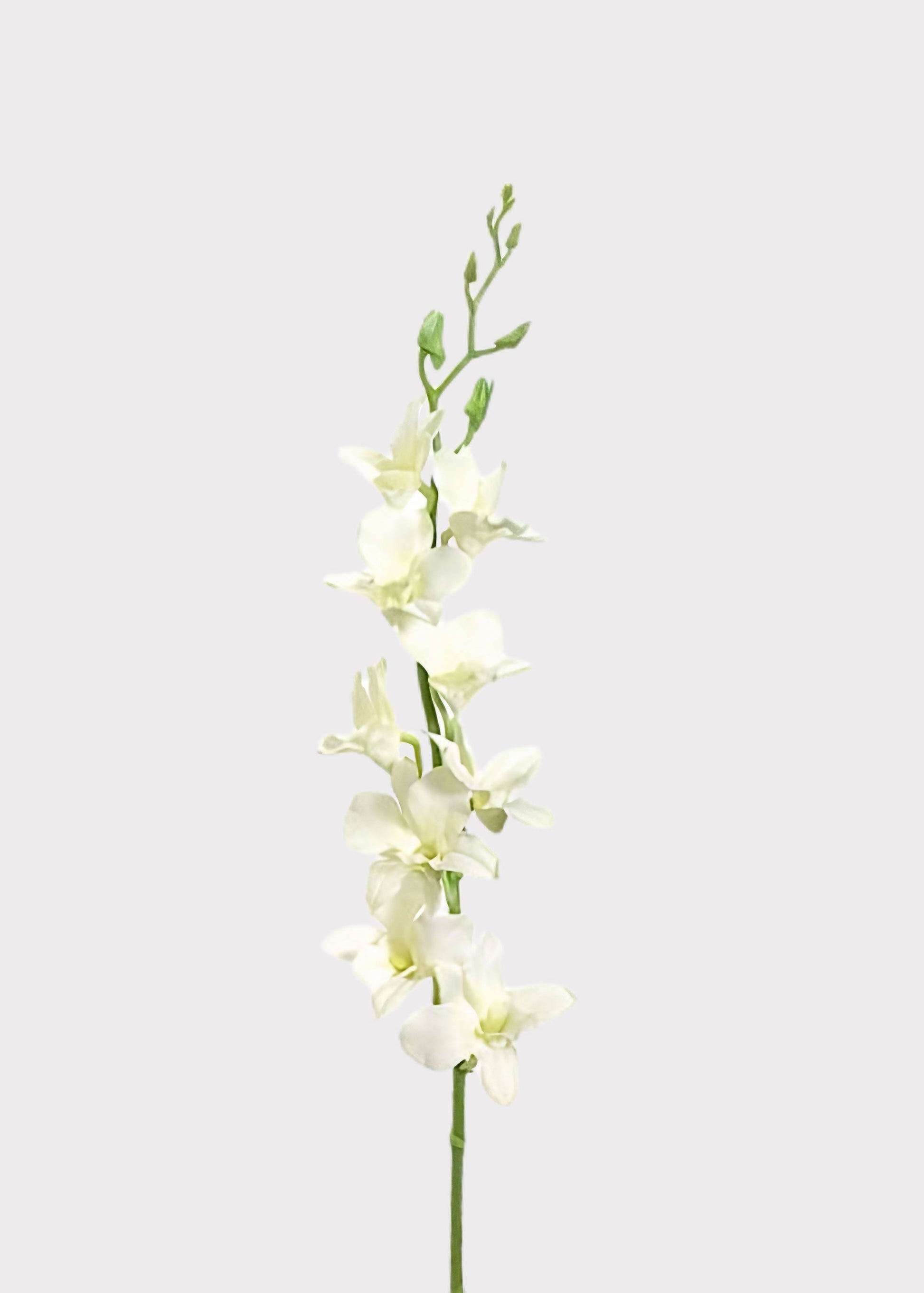 Cream Artificial Dendrobium Orchid Flower Branch - 35.5"