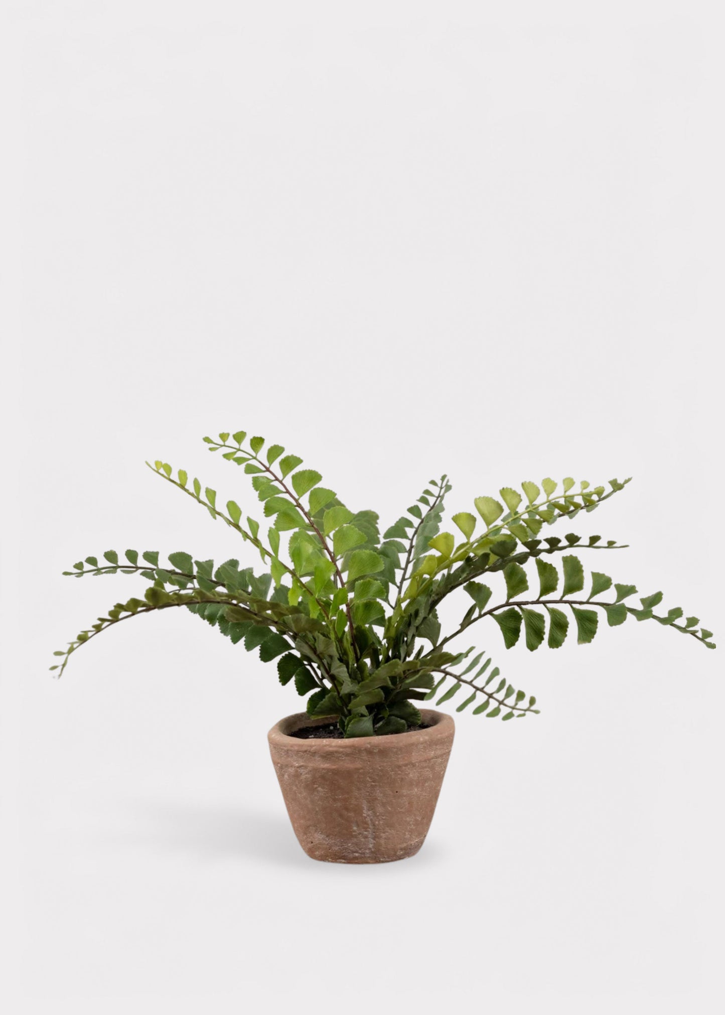 Small Potted Button Fern Plant in Terra Cotta Pot - 9"