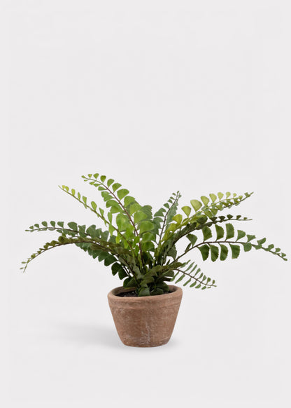 Small Potted Button Fern Plant in Terra Cotta Pot - 9"