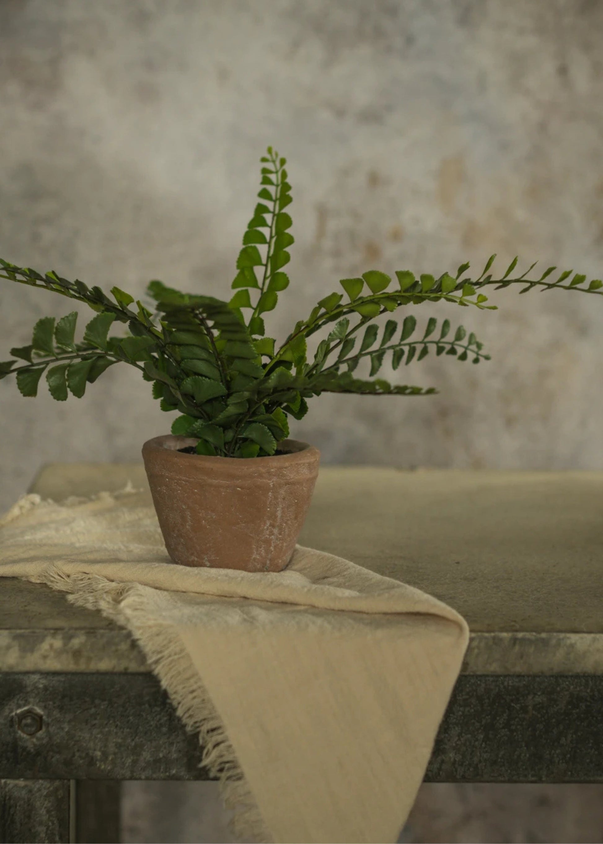Small Potted Button Fern Plant in Terra Cotta Pot - 9"