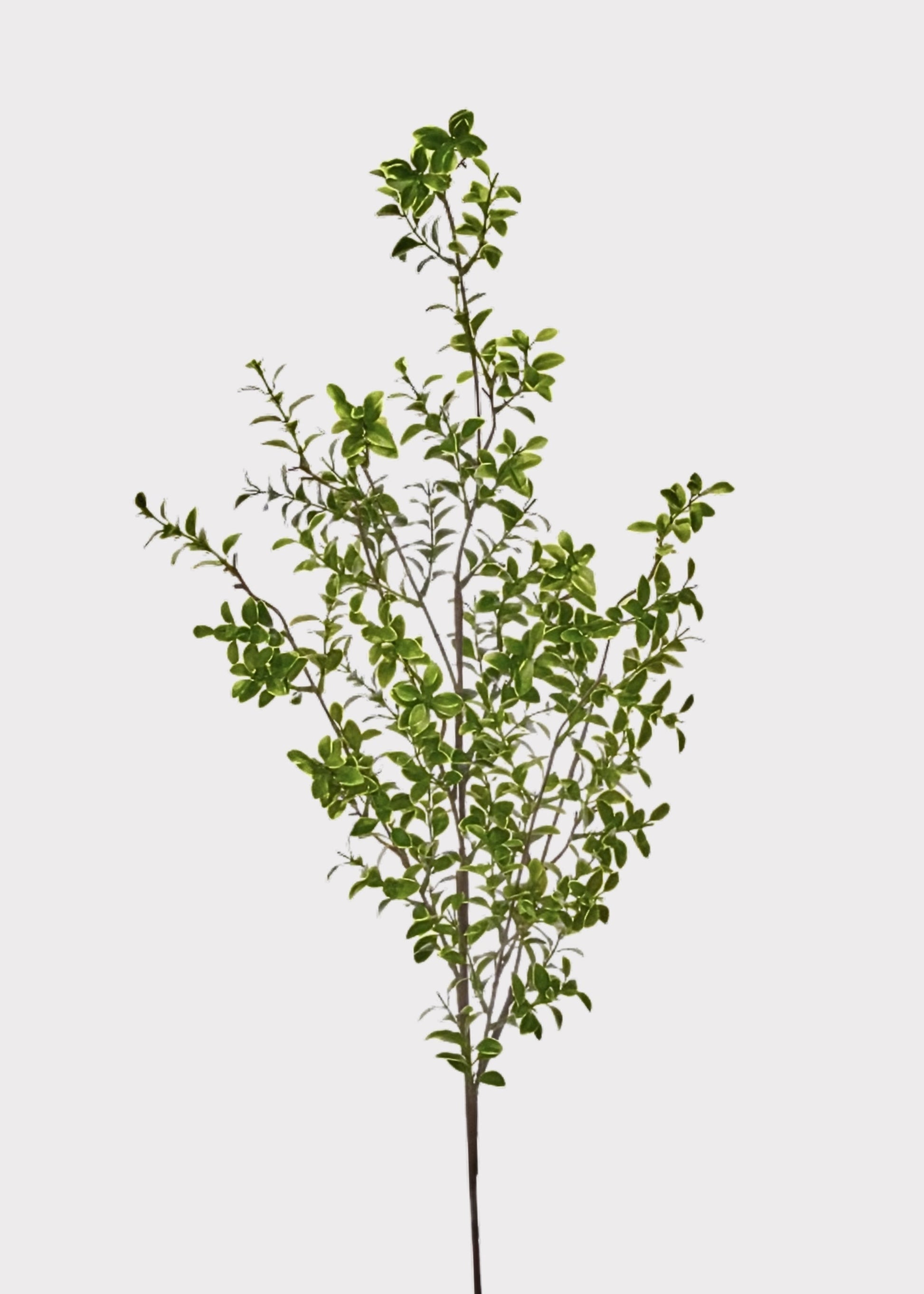 Tall Artificial Boxwood Branch - 48"