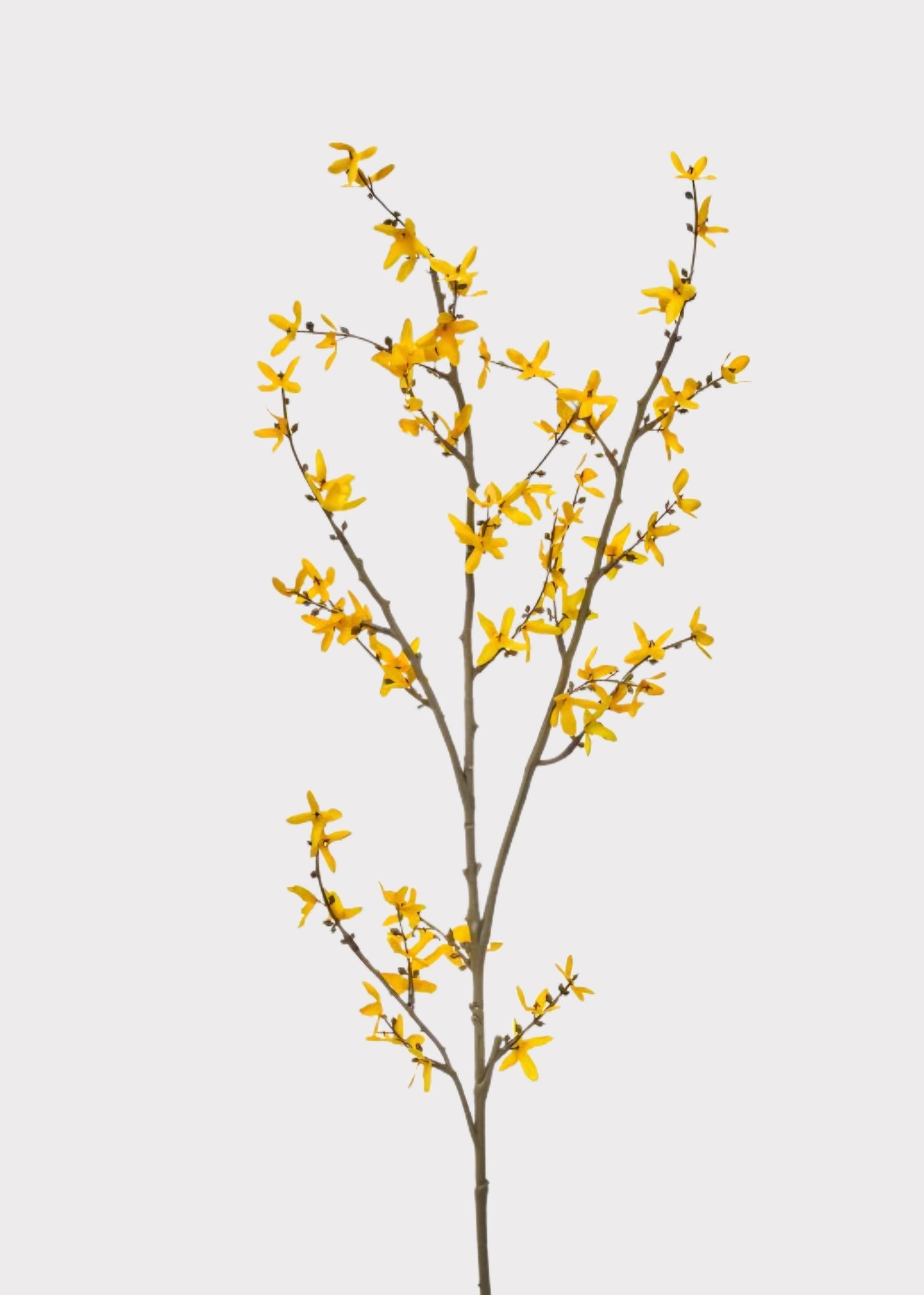 Artificial Forsythia Flower Branch in Golden Yellow - 45"