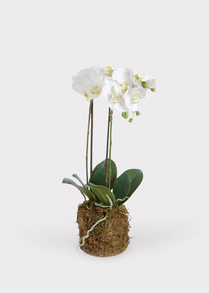 White Artificial Phalaenopsis Orchid Drop-In Plant - 23"