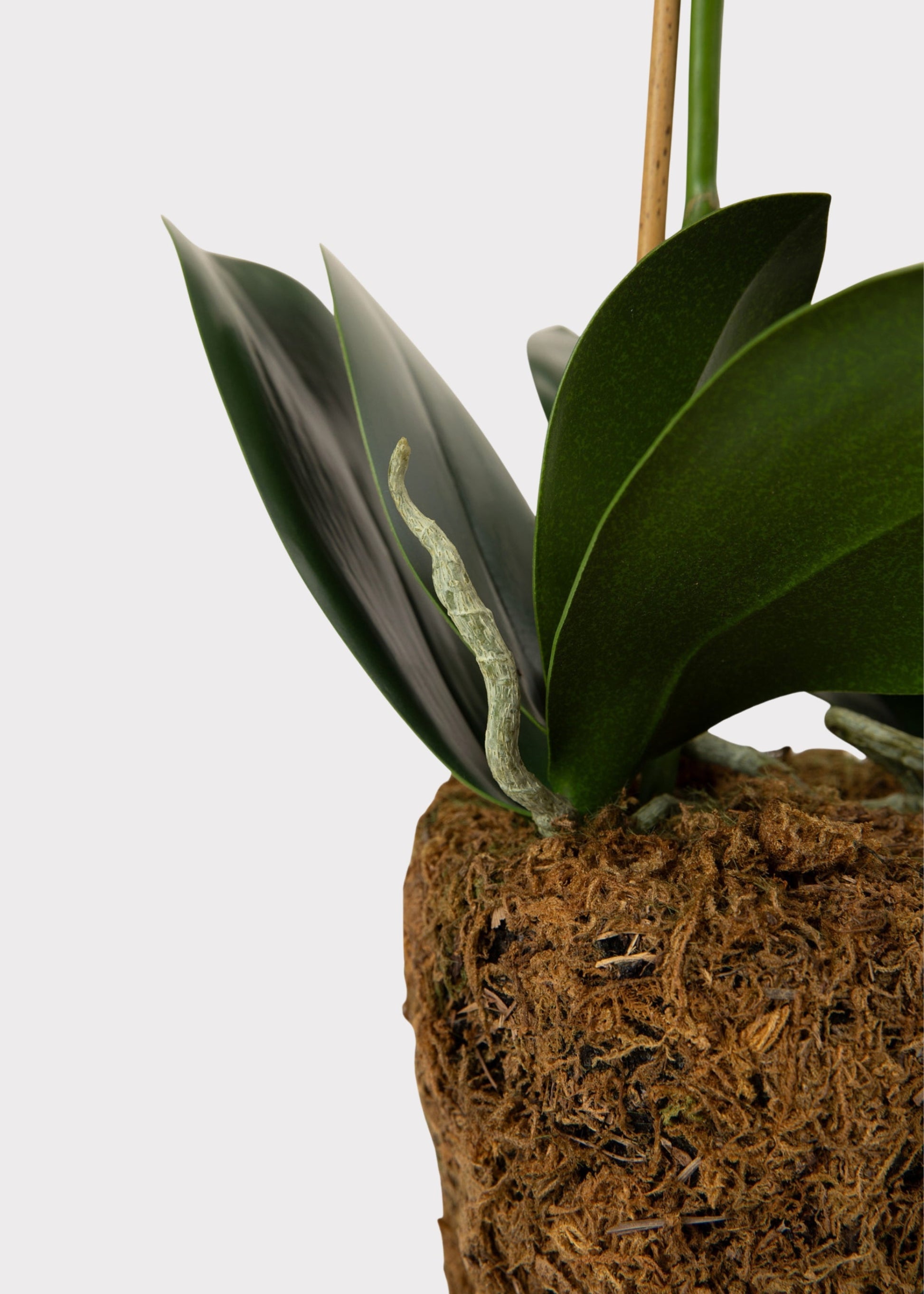 White Artificial Phalaenopsis Orchid Drop-In Plant - 23"