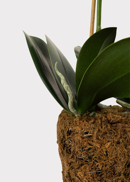White Artificial Phalaenopsis Orchid Drop-In Plant - 23"