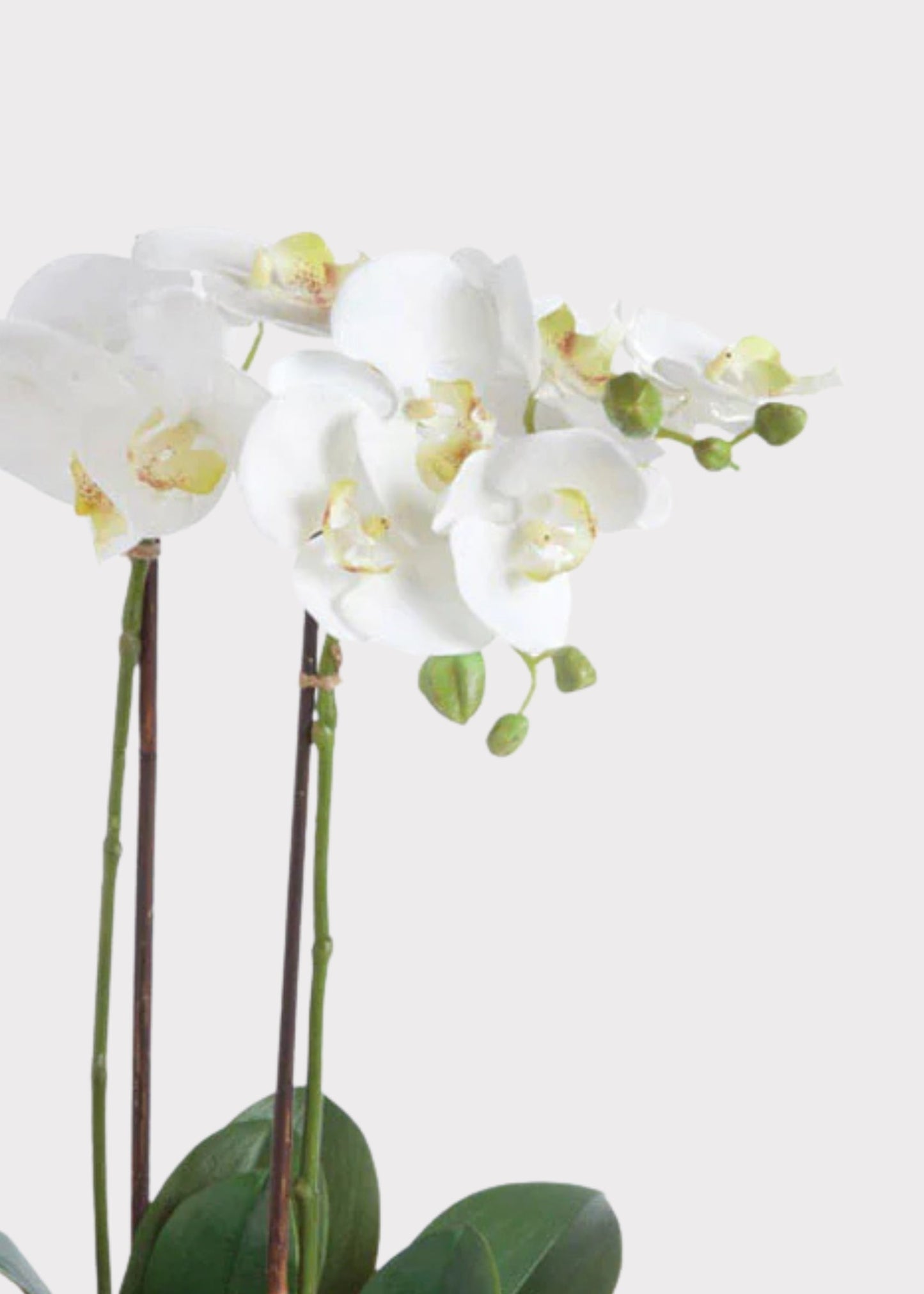 White Artificial Phalaenopsis Orchid Drop-In Plant - 23"
