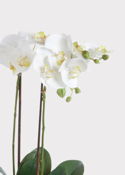 White Artificial Phalaenopsis Orchid Drop-In Plant - 23"