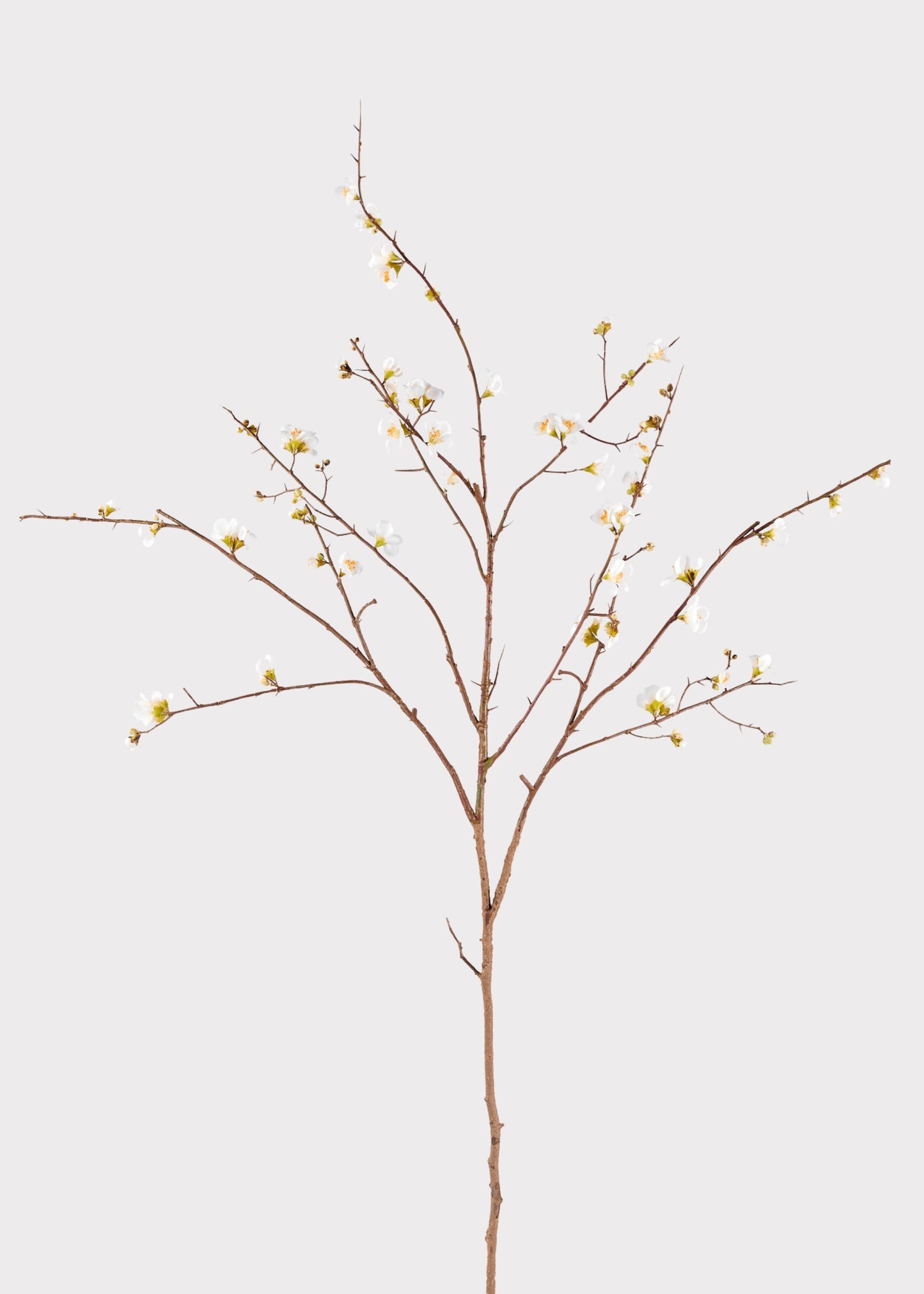 SAVE - Faux Quince Blossom Branch in Cream - 54"