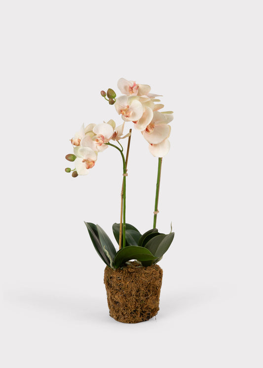 Faux Blush Phalaenopsis Orchid Drop-In Plant - 23"