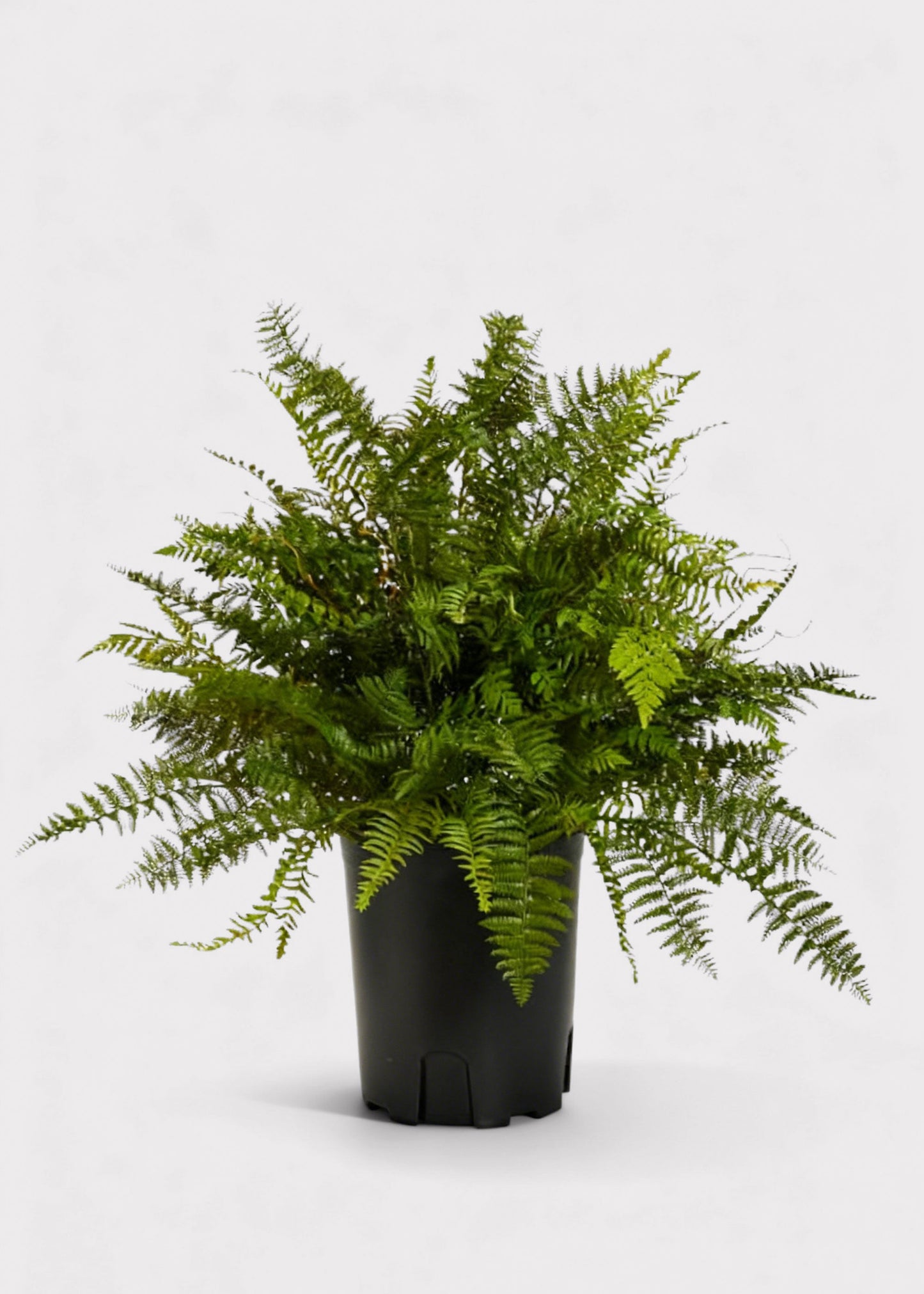 Fake Potted Fern Plant in Pot - 36"